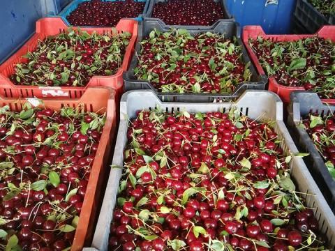 Fürtös meggyek nagy mennyiségben eladó Fürtös meggyek nagy mennyiségben eladó