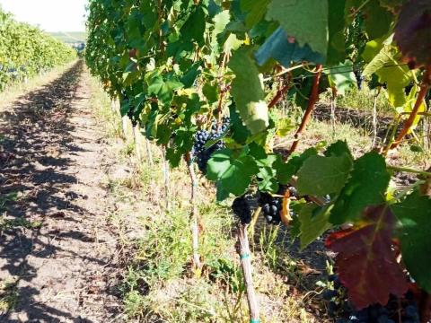 Eladó Furmint,  Kékfrankos,  Merlot,  Cabernet és Syrah szőlő Eger kiváló dűlőiből Eladó Furmint,  Kékfrankos,  Merlot,  Cabernet és Syrah szőlő Eger kiváló dűlőiből