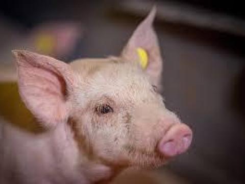 Sertéstelepi munka malacnevelő munkakör Sertéstelepi munka malacnevelő munkakör