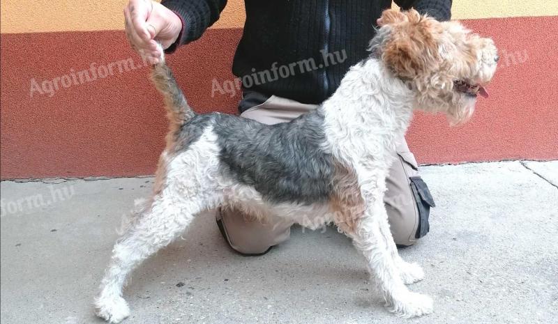 Drótszörű foxterrier jellegű kanok fedeznek