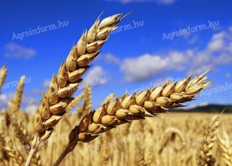 Eladó tiszta búza, zsákolva, kis- és nagy tételben