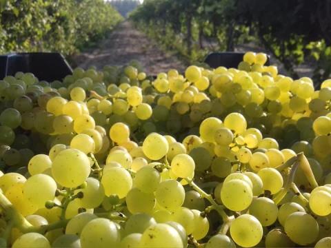 Irsai Olivér szőlő eladó Irsai Olivér szőlő eladó