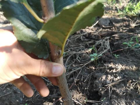 Édri bőtermő, újfehértói fürtös és debreceni meggy Édri bőtermő, újfehértói fürtös és debreceni meggy