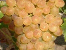 Saszla (Chasselas) és Pölöskei muskotály csemegeszőlő nagytételben eladó