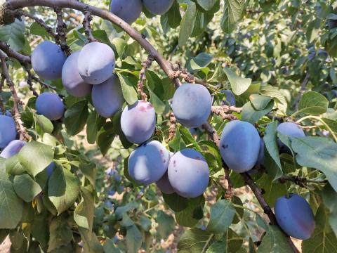 Cefre szilva eladó Cefre szilva eladó
