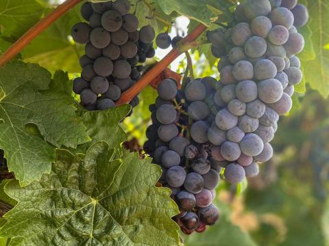 Kadarka szőlő eladó Kadarka szőlő eladó