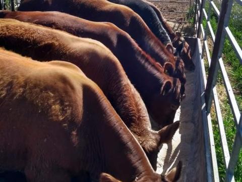 Limousin borjak eladók Limousin borjak eladók