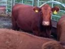Limousin borjak eladók