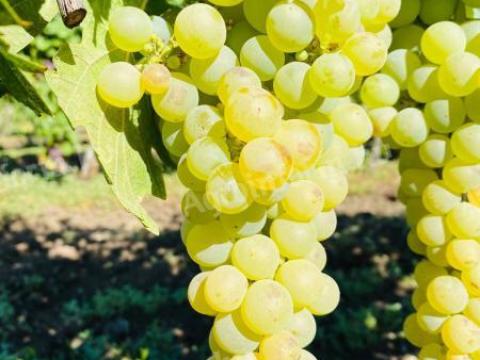 Saszla (shasselas) szőlő eladó Saszla (shasselas) szőlő eladó