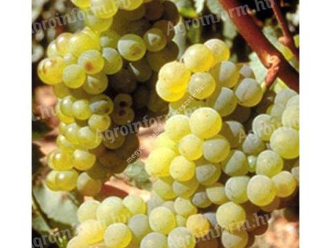 Zenit szőlő eladó Zenit szőlő eladó