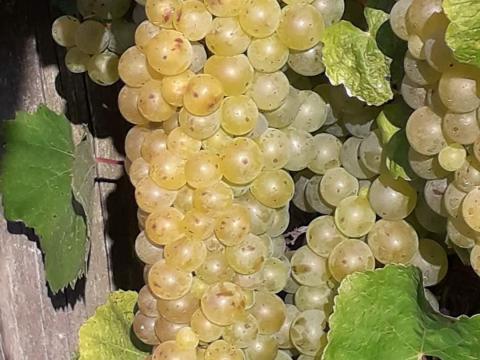 Furmint,  hárslevelű szőlő Tokaj Hegyalján Furmint,  hárslevelű szőlő Tokaj Hegyalján