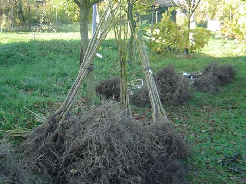Dióoltvány prémium minőségben, rendelhető 2026 őszre