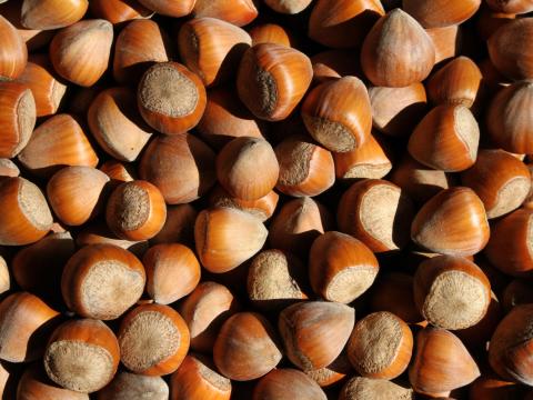 BIO mogyoró (héjas) termelőtől eladó BIO mogyoró (héjas) termelőtől eladó