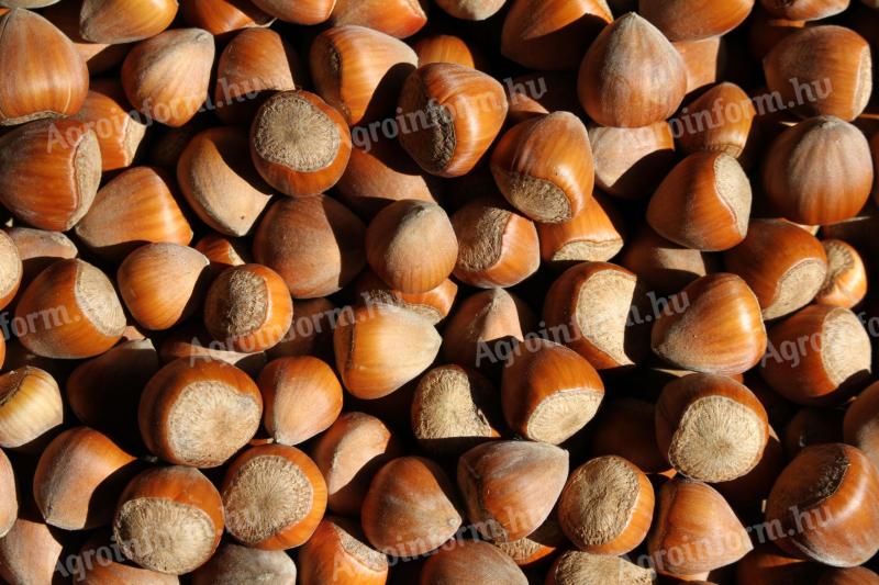 BIO mogyoró (héjas) termelőtől eladó