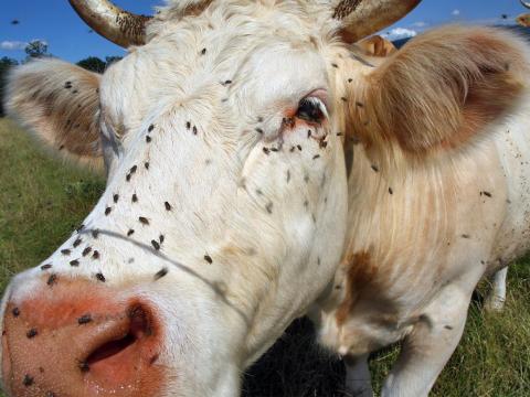 Csökkentse a legyek számát az állatokon egyszerűen és gyorsan