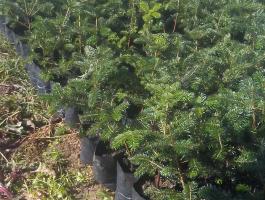 Konténeres fenyőcsemete eladó (normand, luc, ezüst, duglász, erdei, fekete)