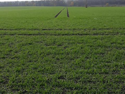 Termőföldet bérelnék Tamási 20 km- es vonzáskörzetében Termőföldet bérelnék Tamási 20 km- es vonzáskörzetében