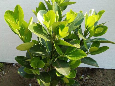 Kecskerágó - Euonymus csemeték Kecskerágó - Euonymus csemeték