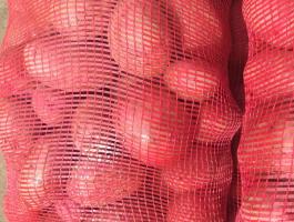 Étkezési és vetőburgonya eladó több fajtában, nagy tételben