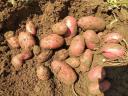 Étkezési és vetőburgonya eladó több fajtában, nagy tételben