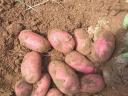 Étkezési és vetőburgonya eladó több fajtában, nagy tételben