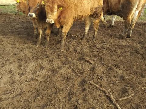 Állatgondozó (húsmarha mellé) Állatgondozó (húsmarha mellé)