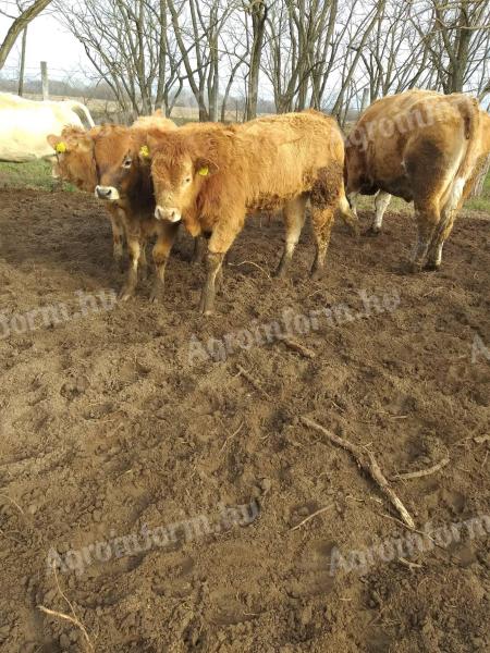 Állatgondozó húsmarhatelepre azonnali kezdéssel