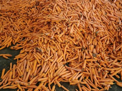 Sárgarépa Fehérrépa Sárgarépa Fehérrépa