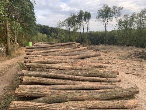 Akác oszlop eladó 3 méteres, 13-18 cm átmérővel