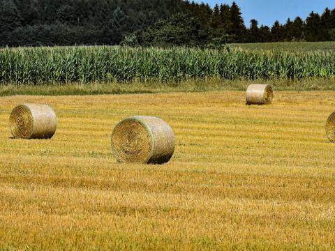 Fiatal Gazdalkodo Foldet Berelne/Venne Bekes Megyeben