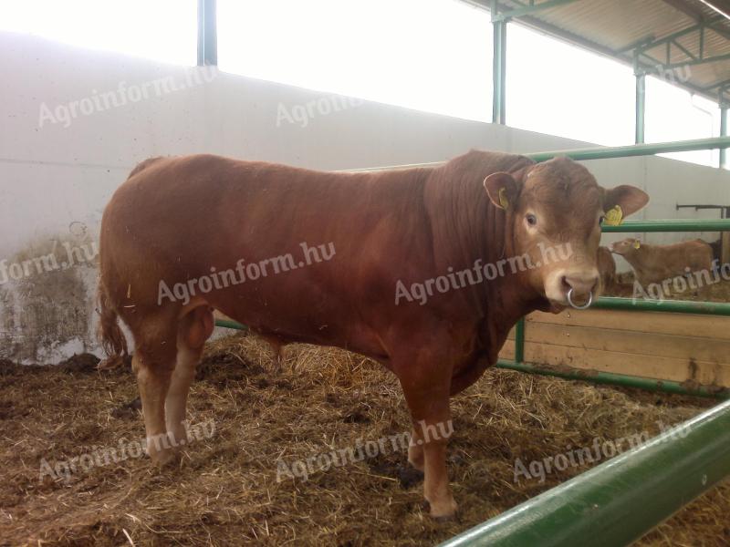 Franciaországból Törzskönyvezett tenyészbikák eladók: Limousin,  Charolais,  Blonde d'Aquitaine,  Aubrac