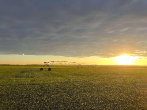 Termőföldet vennénk,illetve bérelnénk,  Solt vonzáskörzetében.