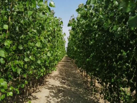 Olasz nyár Olasz nyár