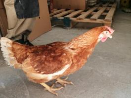 Kitojt tojótyúk eladó Füzesgyarmaton, nagy mennyiség esetén kedvezmény