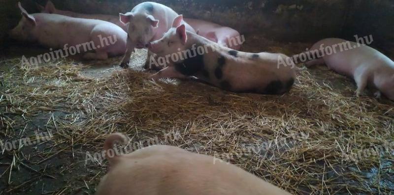 Eladó választási malacok, hízók, süldők