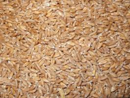 Hántolt tönkölybúza, hántolt tönköly eladó postai úton is