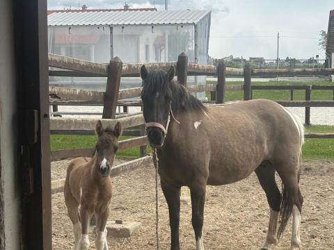 Ousor Prezes Hamvas Ousor Prezes Hamvas