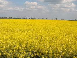 Szántóföldet bérelnék Kardos 30 km-es körzetében