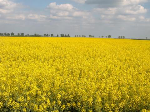 Szántóföldet bérelnék Kardos 30 km-es körzetében Szántóföldet bérelnék Kardos 30 km-es körzetében