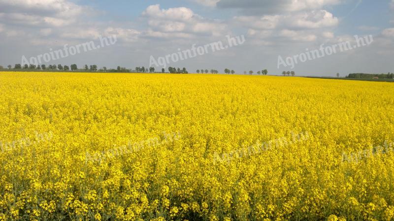 Szántóföldet bérelnék Kardos 30 km-es körzetében