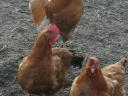 12 hetes őshonos csirke eladó