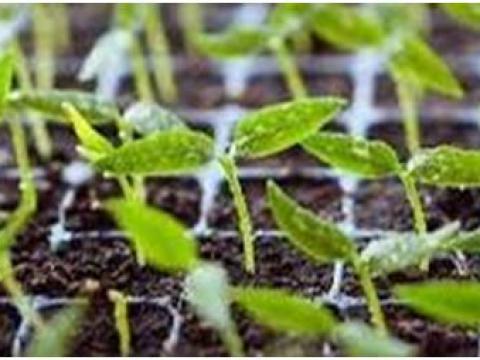 Palántázó tálca 66 és 104 fészkes Palántázó tálca 66 és 104 fészkes