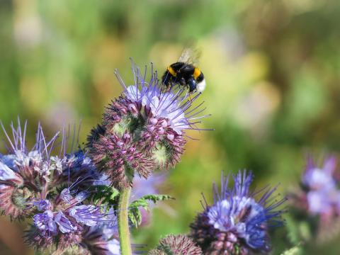 Facélia vetőmag 20 kg/zsák kiszerelésben, házhozszállítási lehetőséggel Facélia vetőmag 20 kg/zsák kiszerelésben, házhozszállítási lehetőséggel