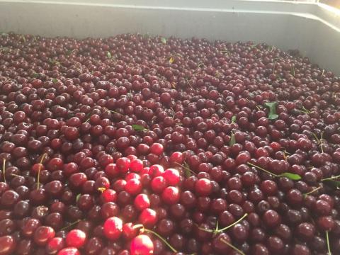 Cigánymeggy, Kajszibarack, szomolyai cseresznye, szilva eladó, cefrének Cigánymeggy, Kajszibarack, szomolyai cseresznye, szilva eladó, cefrének