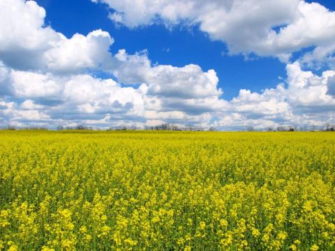 Szántót, legelőt bérelnék vásárolnék Szántót, legelőt bérelnék vásárolnék
