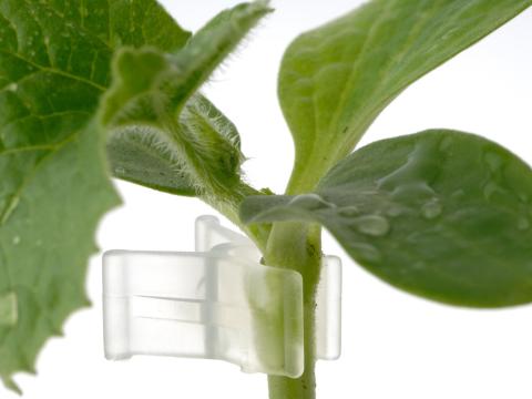 Dinnye oltócsipesz kerekített 3 mm; 3,2 mm; dinnye oltócsipesz lapos 2,5 mm