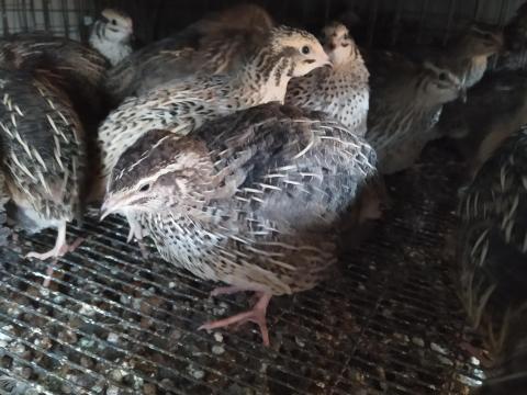 Fürj előjegyzés – Február 26-tól elvihető