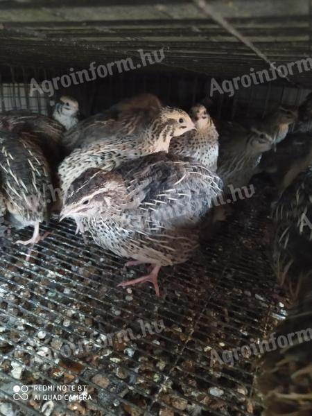 Fürj előjegyzés – Február 26-tól elvihető