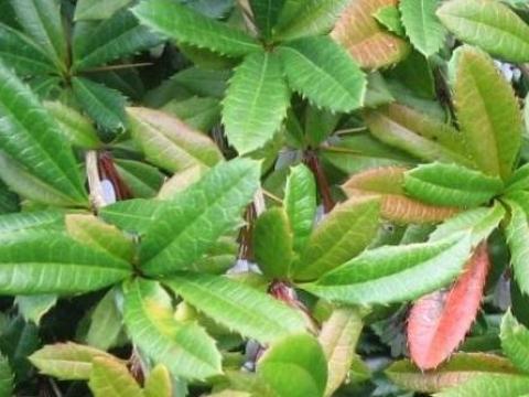 Júlia borbolya csemete Júlia borbolya csemete