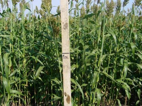 Silócirok mag eladó Silócirok mag eladó